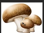 ����� ���� �������
